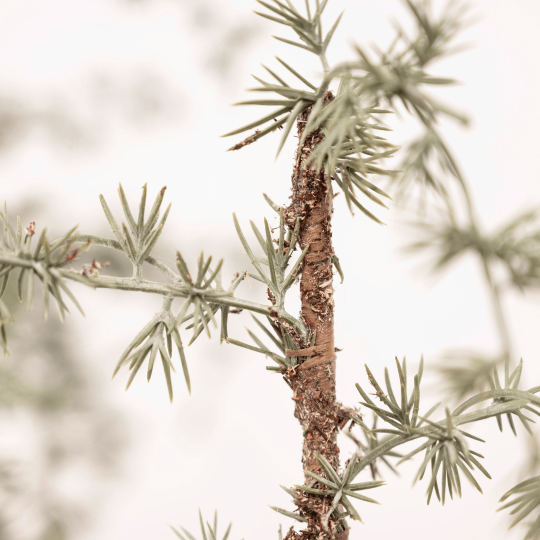 Zoco Home Decor/Christmas Christmas Tree