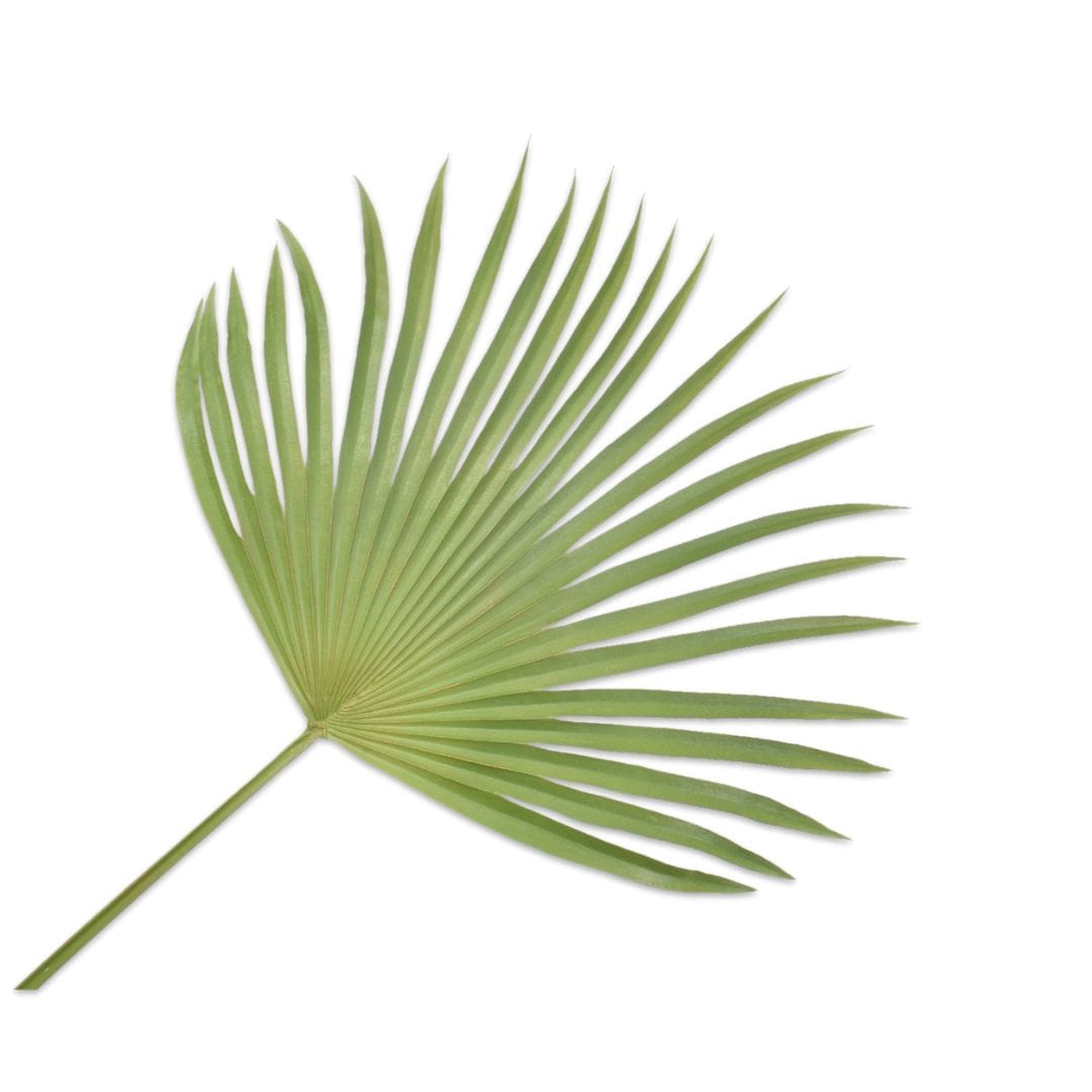 Zoco Home Palm | 107cm