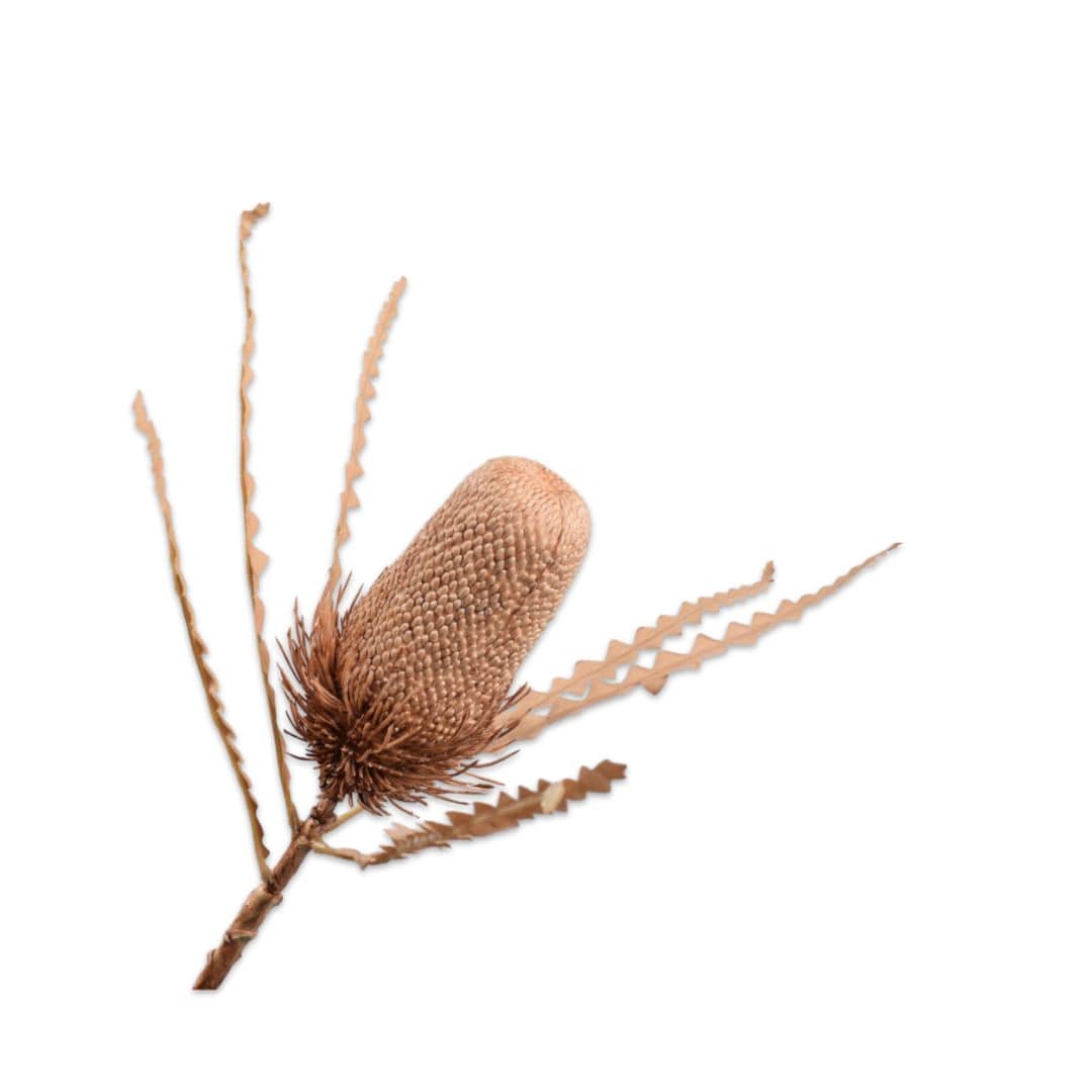 Zoco Home Protea | 78cm