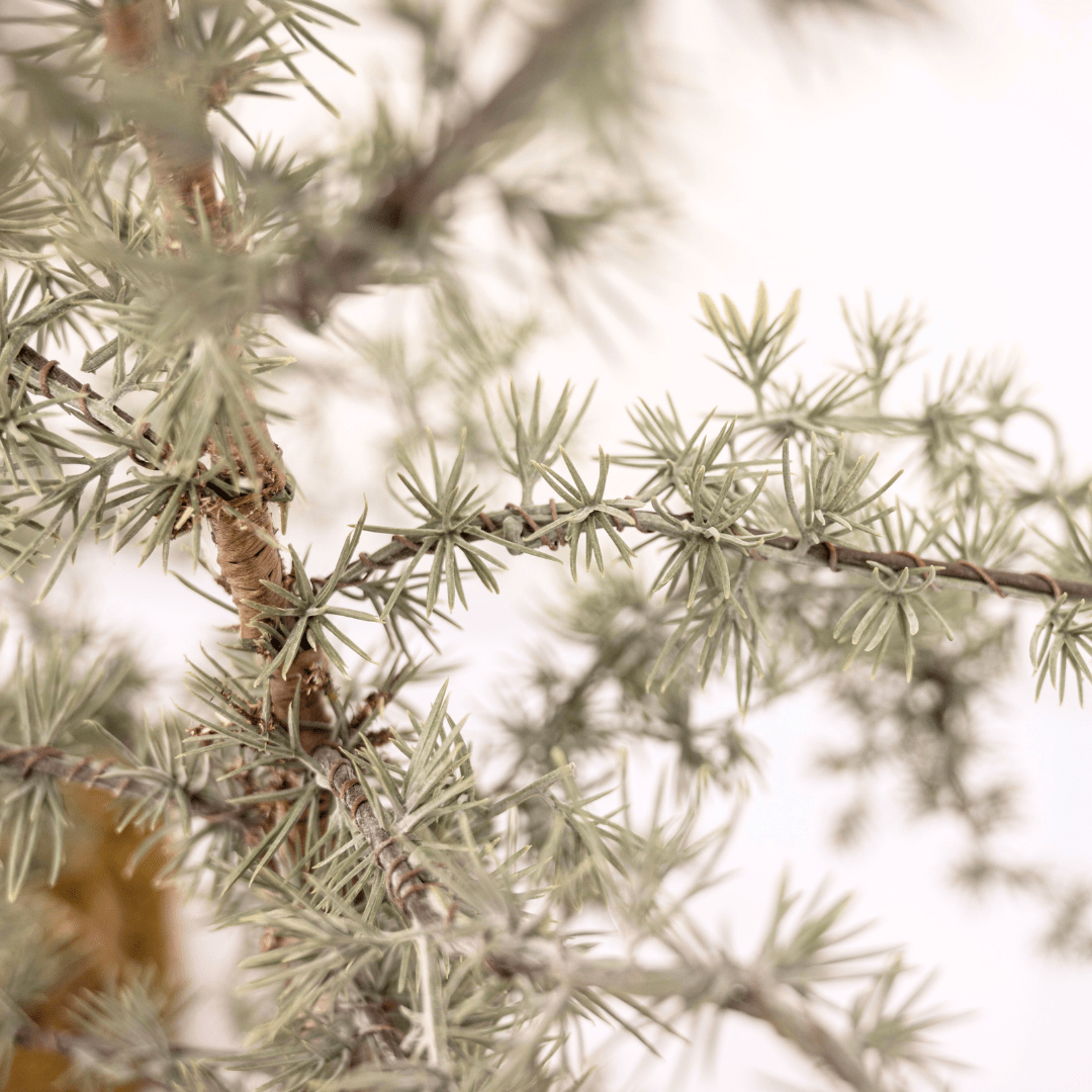 Zoco Home Decor/Christmas Christmas Tree