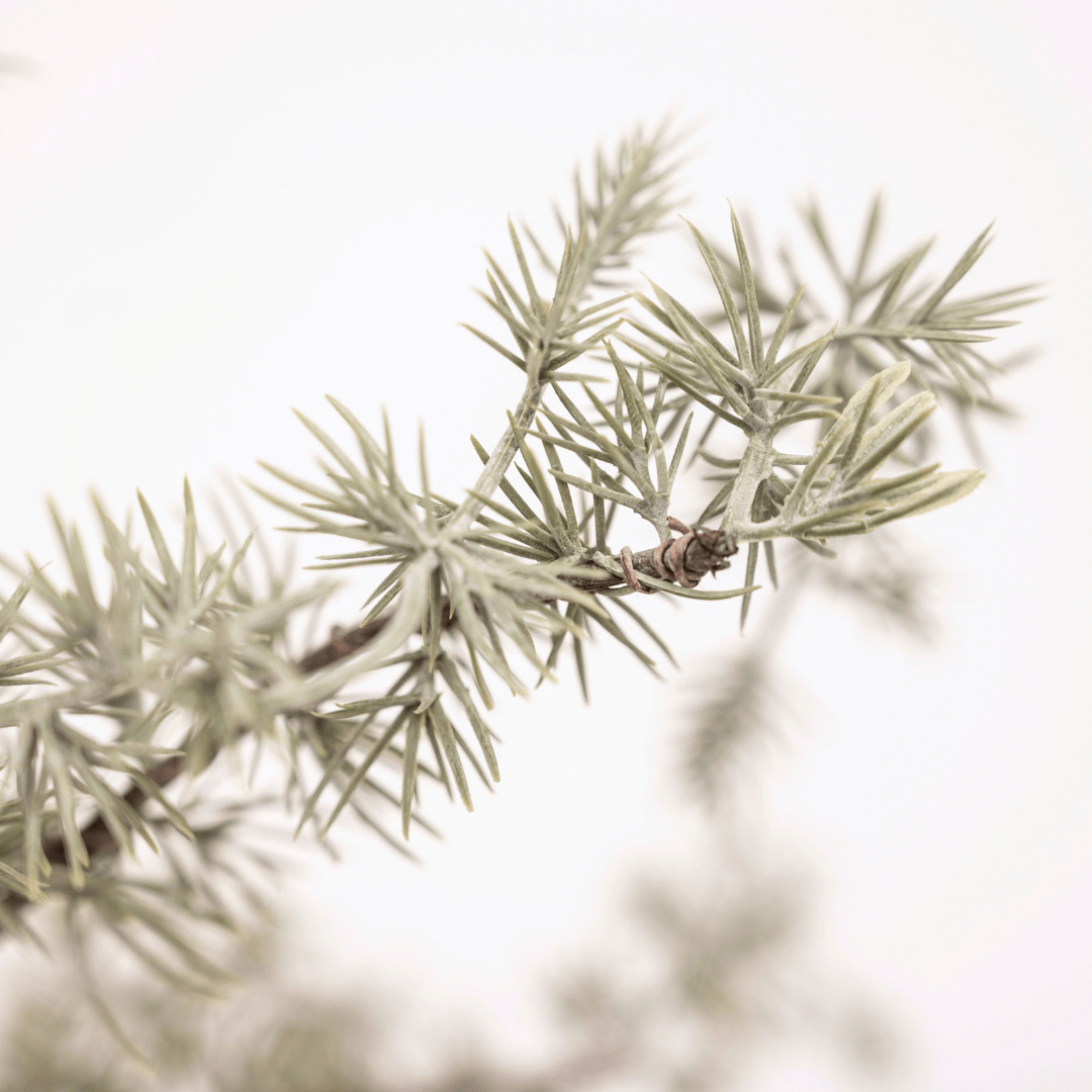 Zoco Home Decor/Christmas Christmas Tree