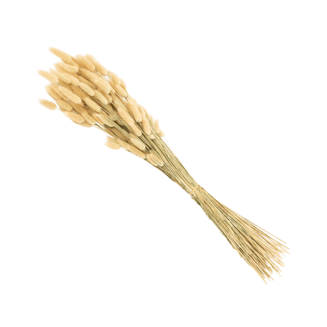 Zoco Home Home accessories Dried Flowers | Bunny Grass