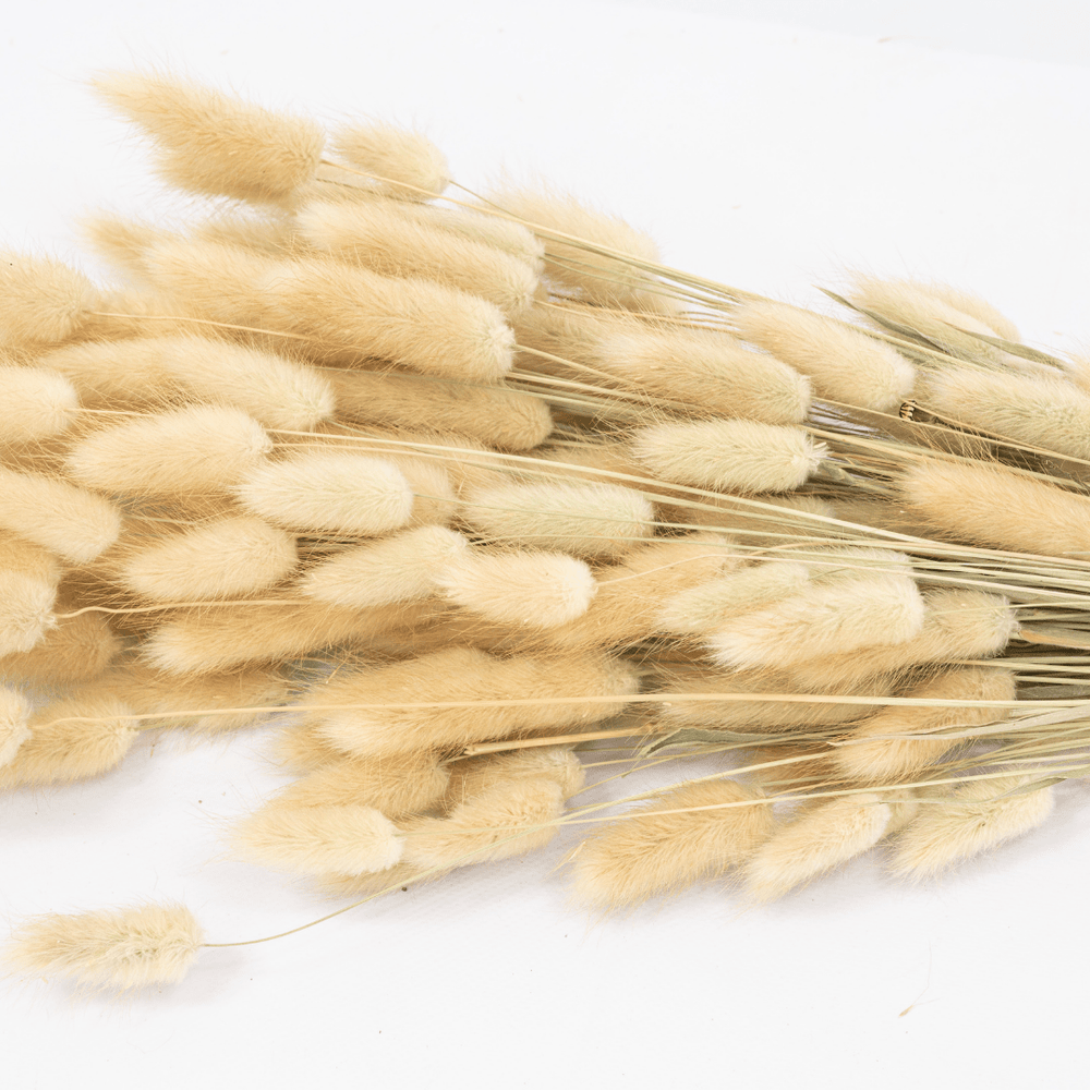 Zoco Home Home accessories Dried Flowers | Bunny Grass