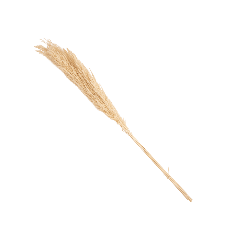 Zoco Home Artificial Flora Dried Flowers | Pampa Grass 114cm