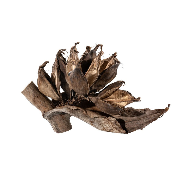 Zoco Home Home accessories Sororoca Dried Fruit Decor | Natural