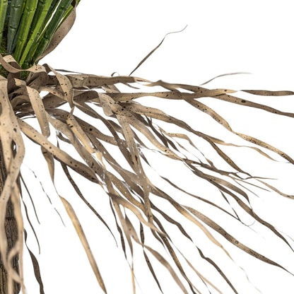 Zoco Home Decor/Accessories Wild Yucca Tree | Interior Decor Plant | 110 cm
